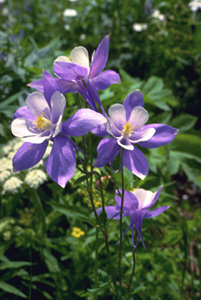 Rocky Mountain Columbine