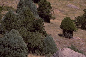 Rocky Mountain Juniper