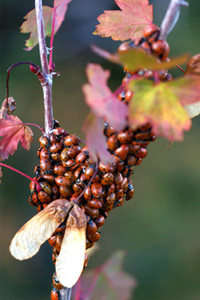 Rocky Mountain Maple