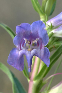 Rocky Mountain Penstemon