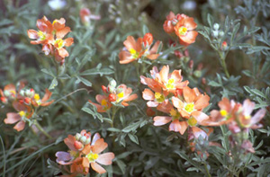 Scarlet Globemallow