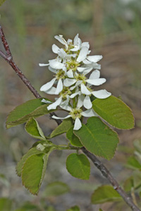 Serviceberry