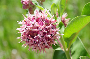 Showy Milkweed