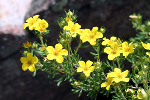 Shrubby Cinquefoil