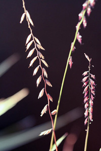 Sideoats Grama