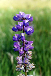 Silvery Lupine