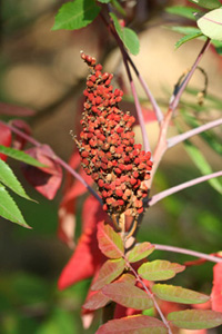 Smooth Sumac