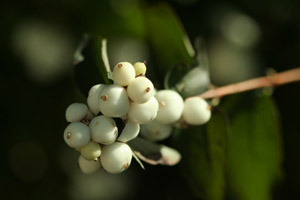 Snowberry