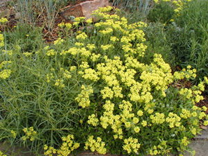 Sulfur Flower