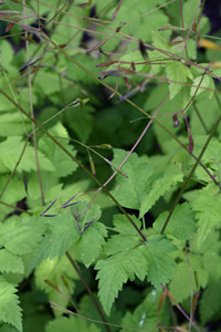 Sweet Cicely