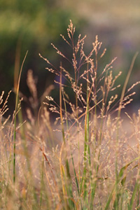 Switchgrass