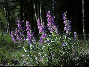 Tall Penstemon