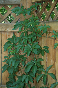 Virginia Creeper