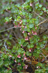 Wax Currant