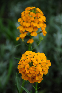 Western Wallflower