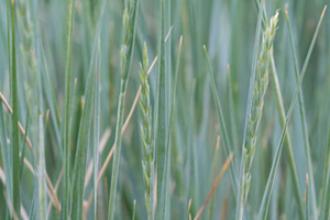 Western Wheatgrass