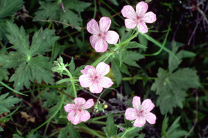 Wild Geranium