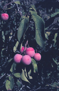 Wild Plum