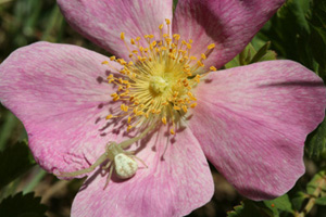 Wild Rose