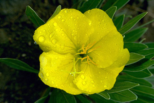 Yellow Evening Primrose