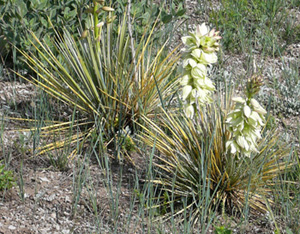 Yucca