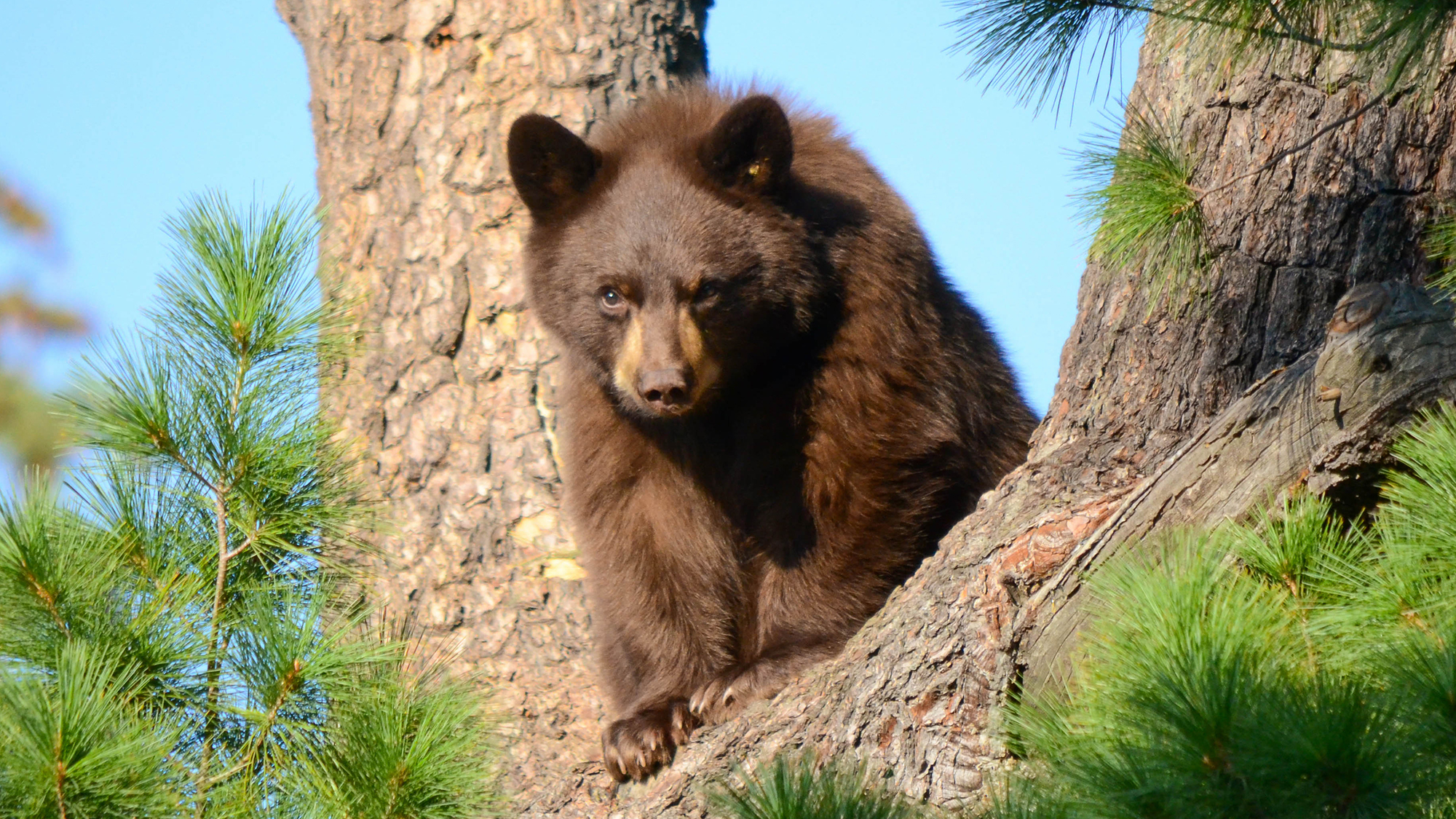 Bear on Boulder Open Space and Mountain Parks 