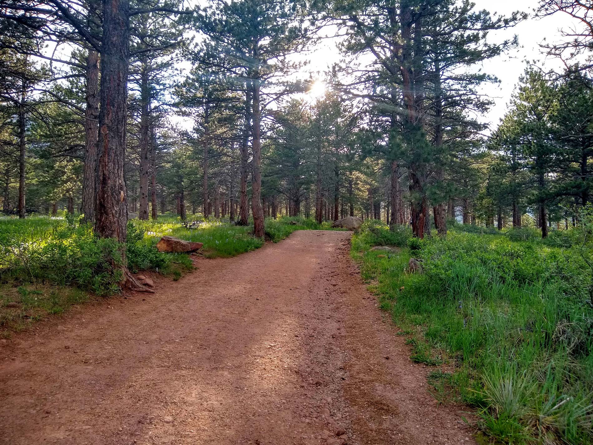 North Fork Shanahan in spring