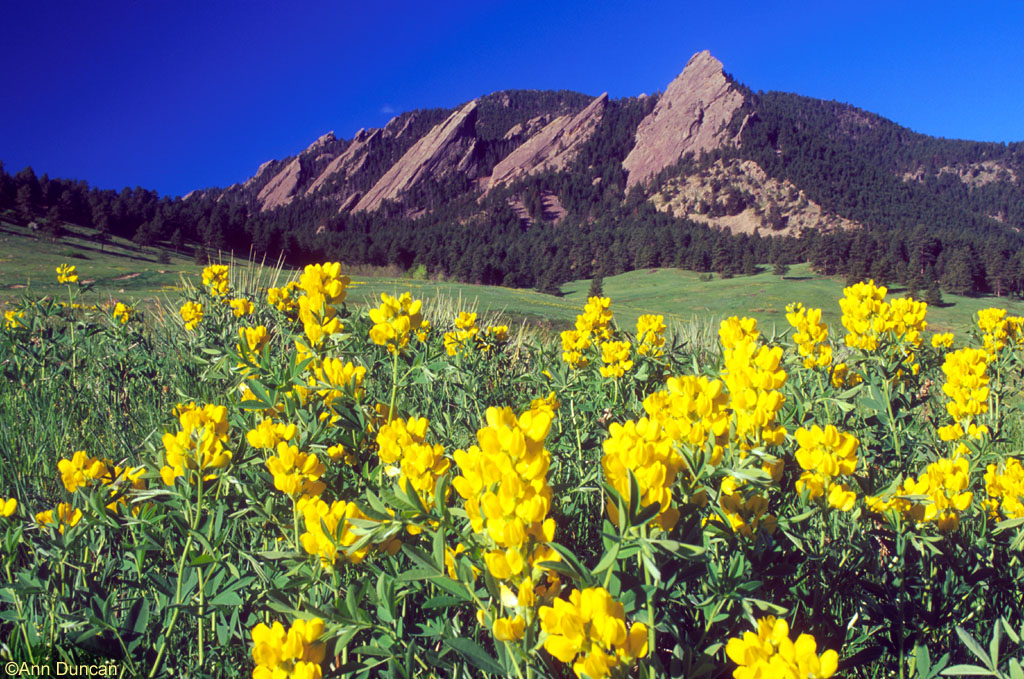 Chautauqua with yellow flowers