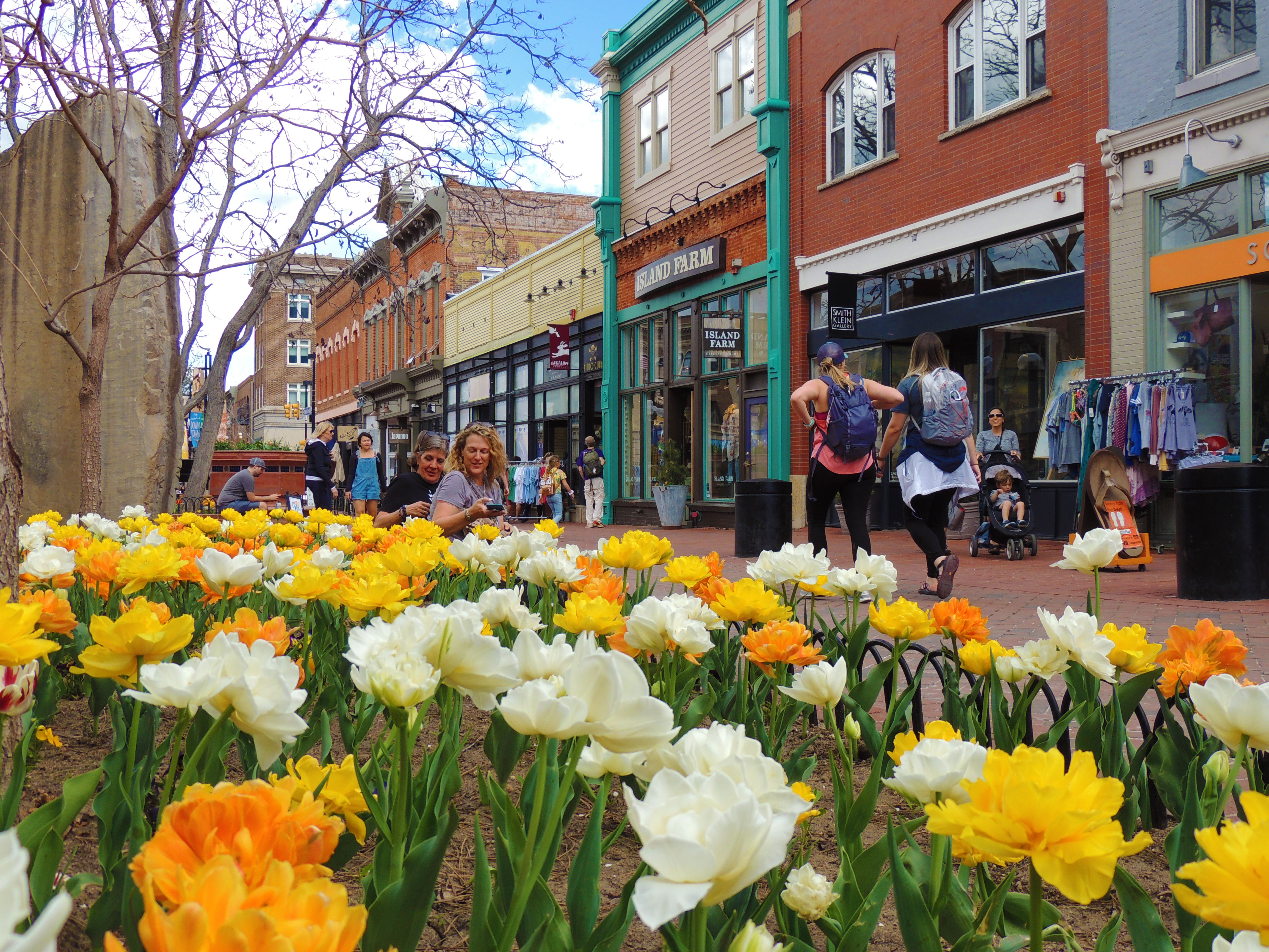 White and yellow flowers in bloom on the Pearl Street Mall