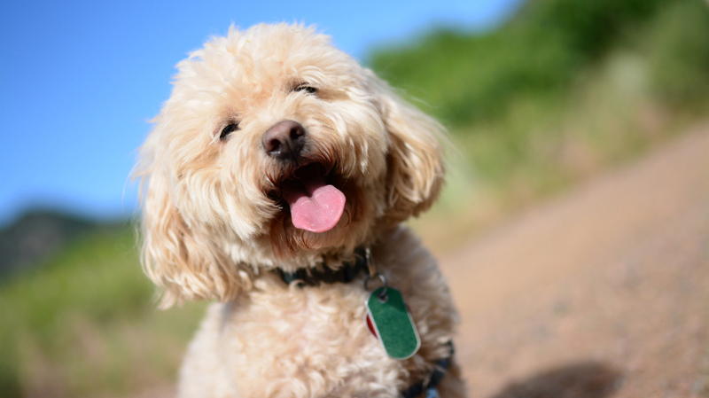 A dog smiles on a Boulder open space trail.