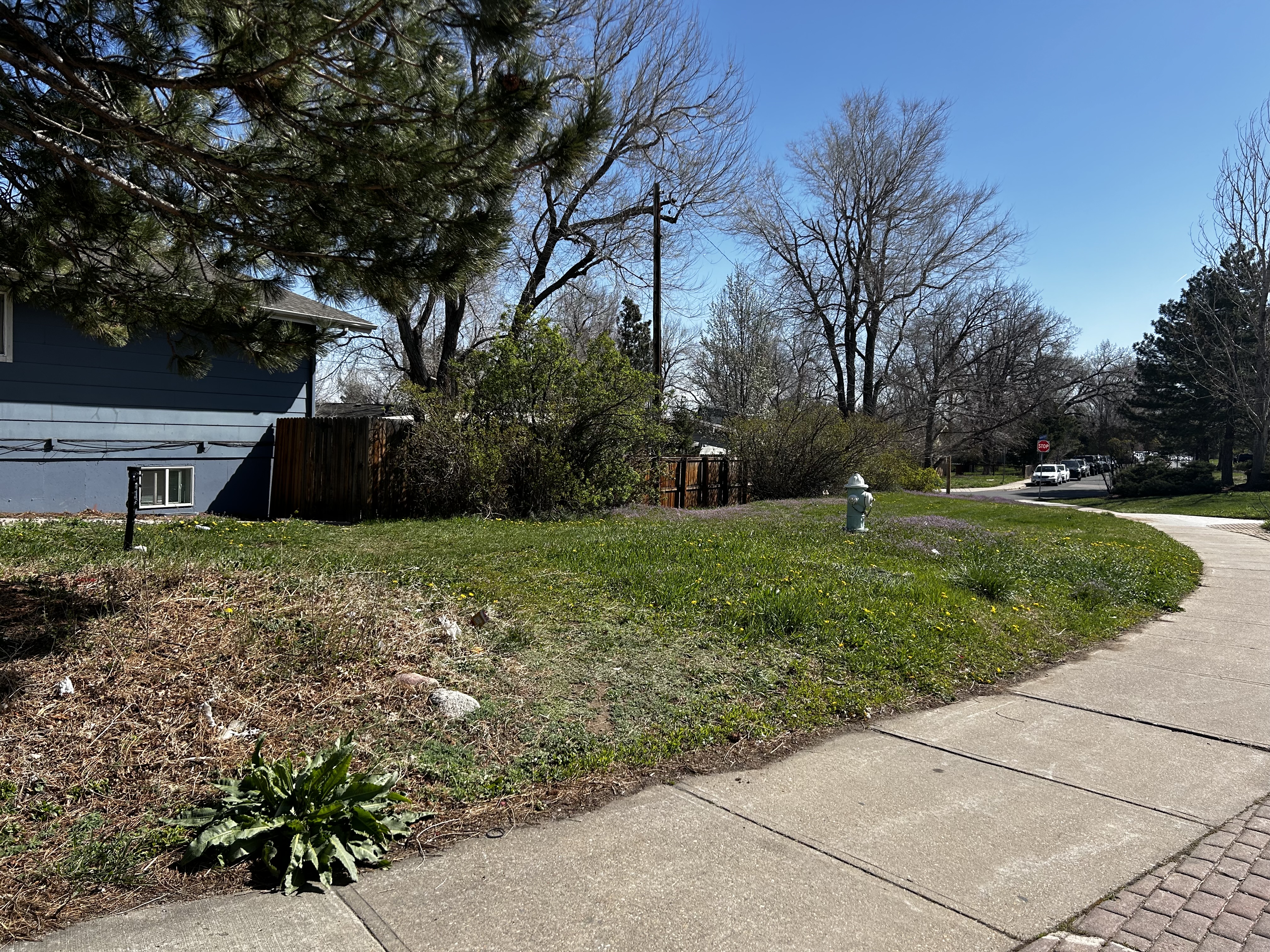 Path of green and brown kentucky bluegrass next to sidewalk