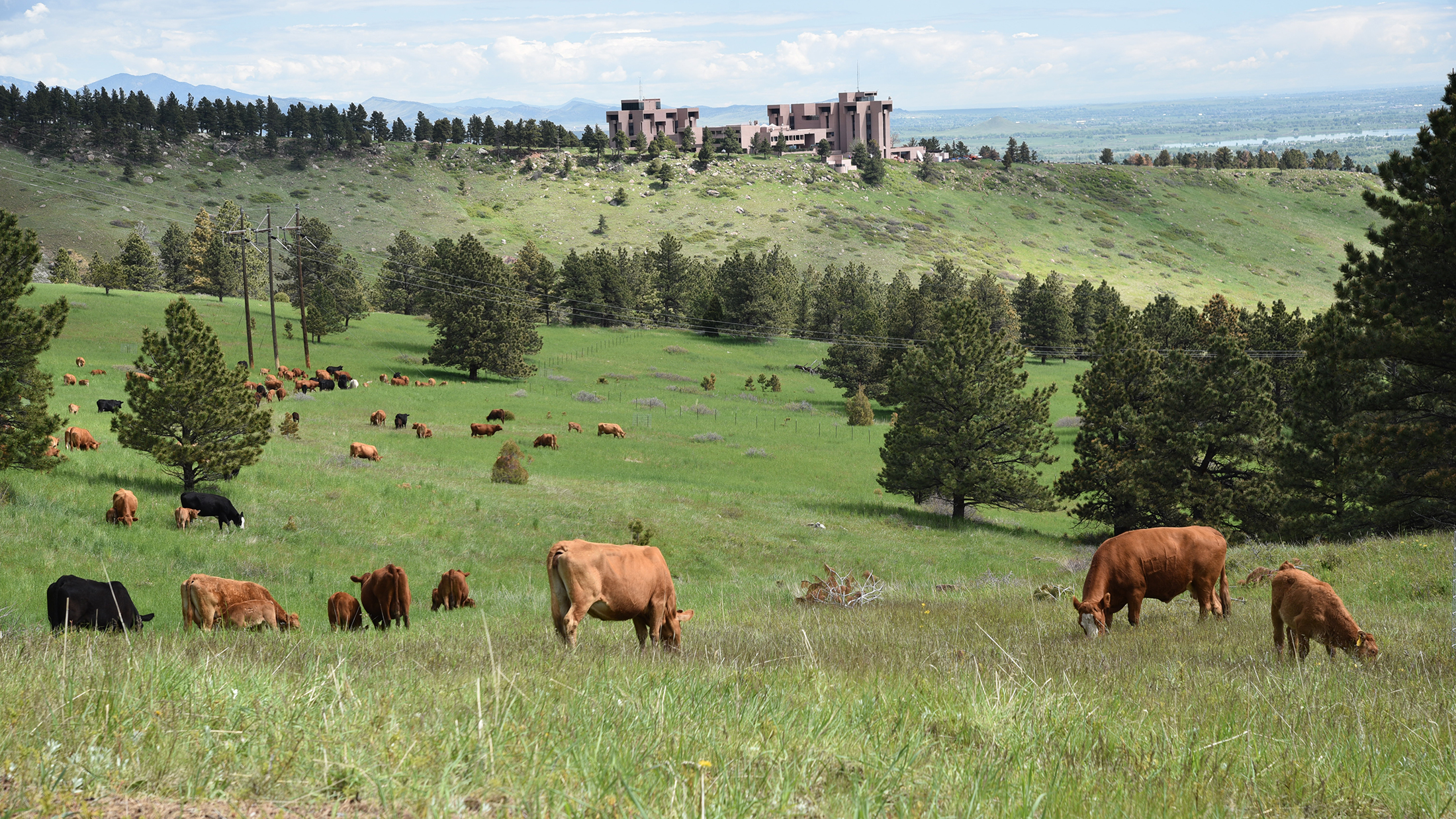 Cattle on open space on Shanahan Ridge