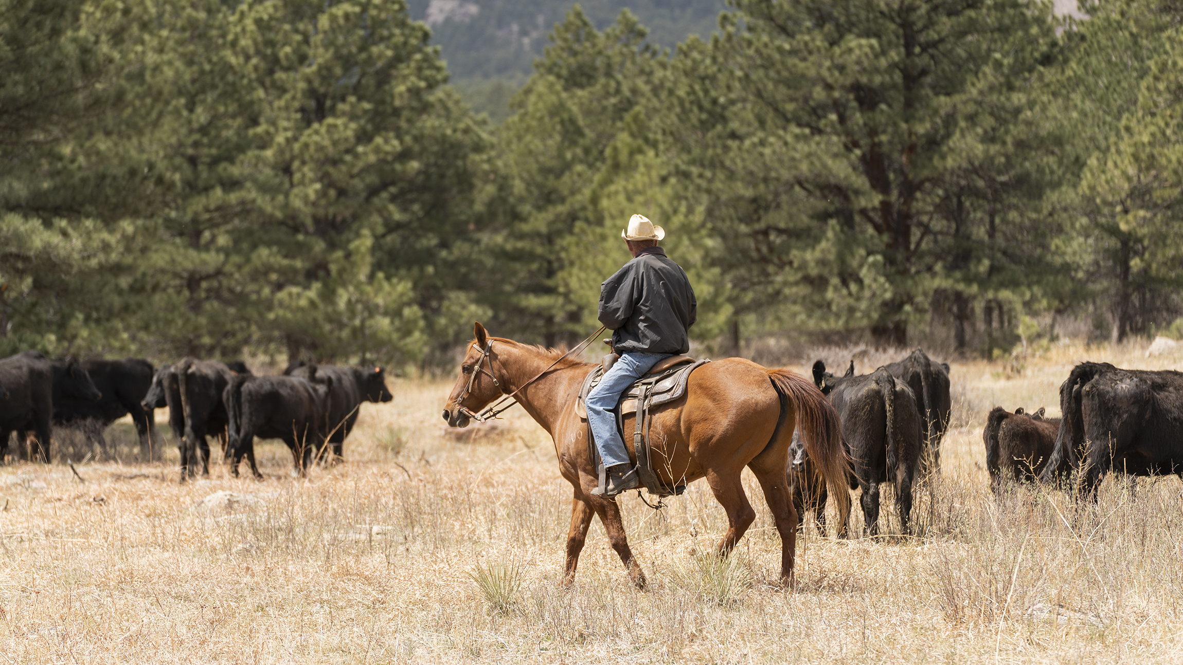 Rancher runs cattle on open space