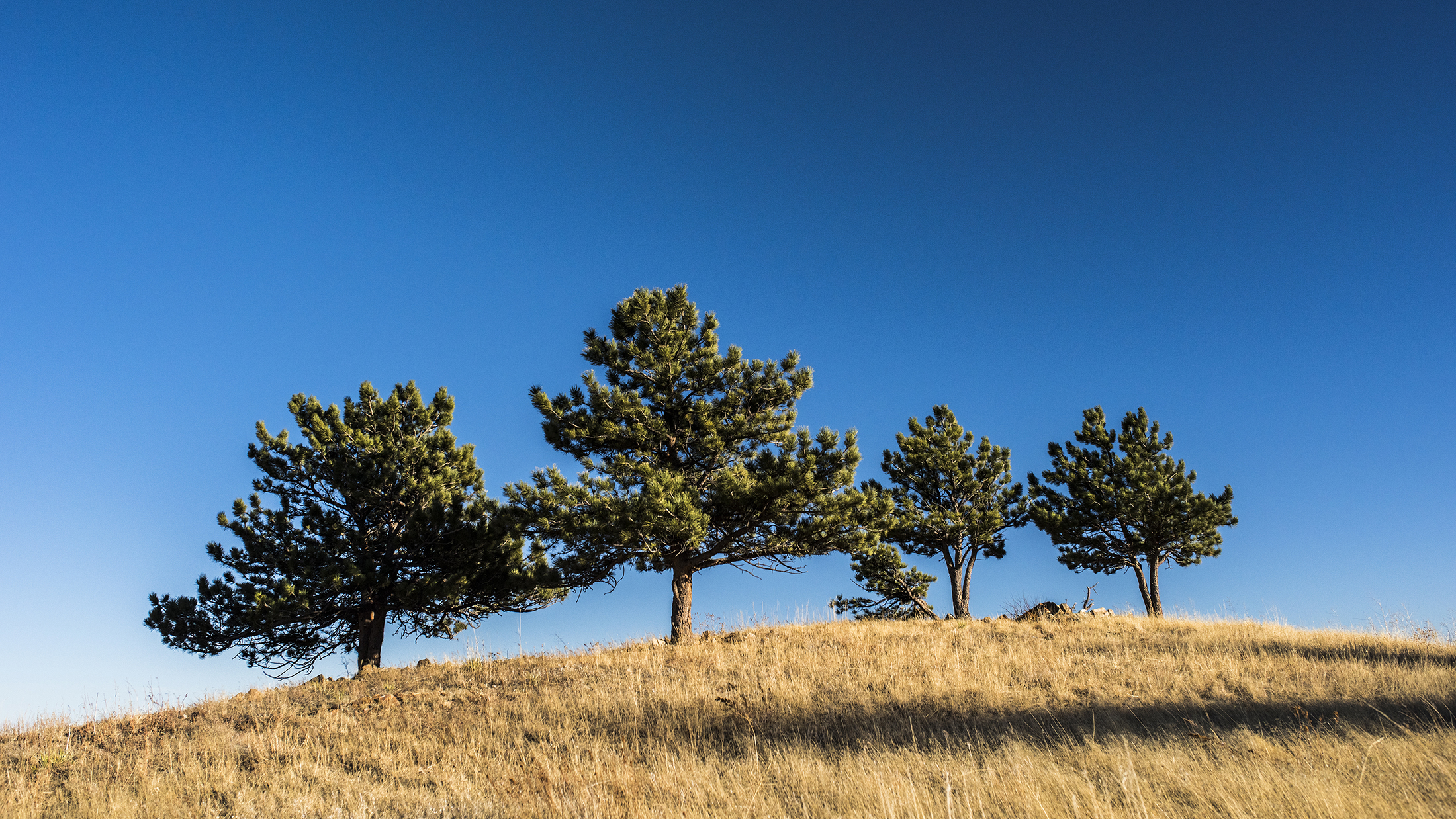 Tree on open space near the Joder Trail north of Boulder