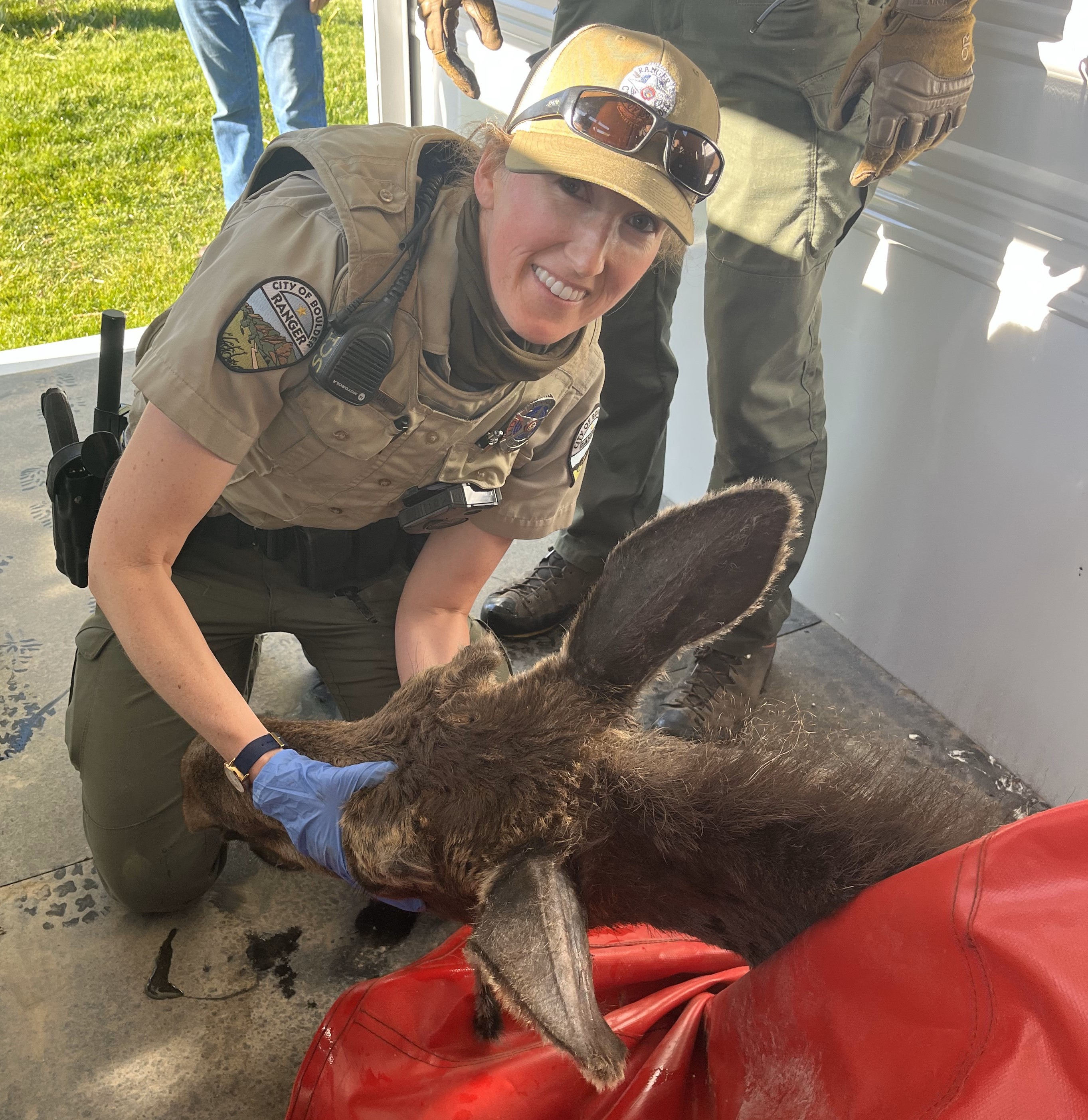 Ranger with a yearling moose.