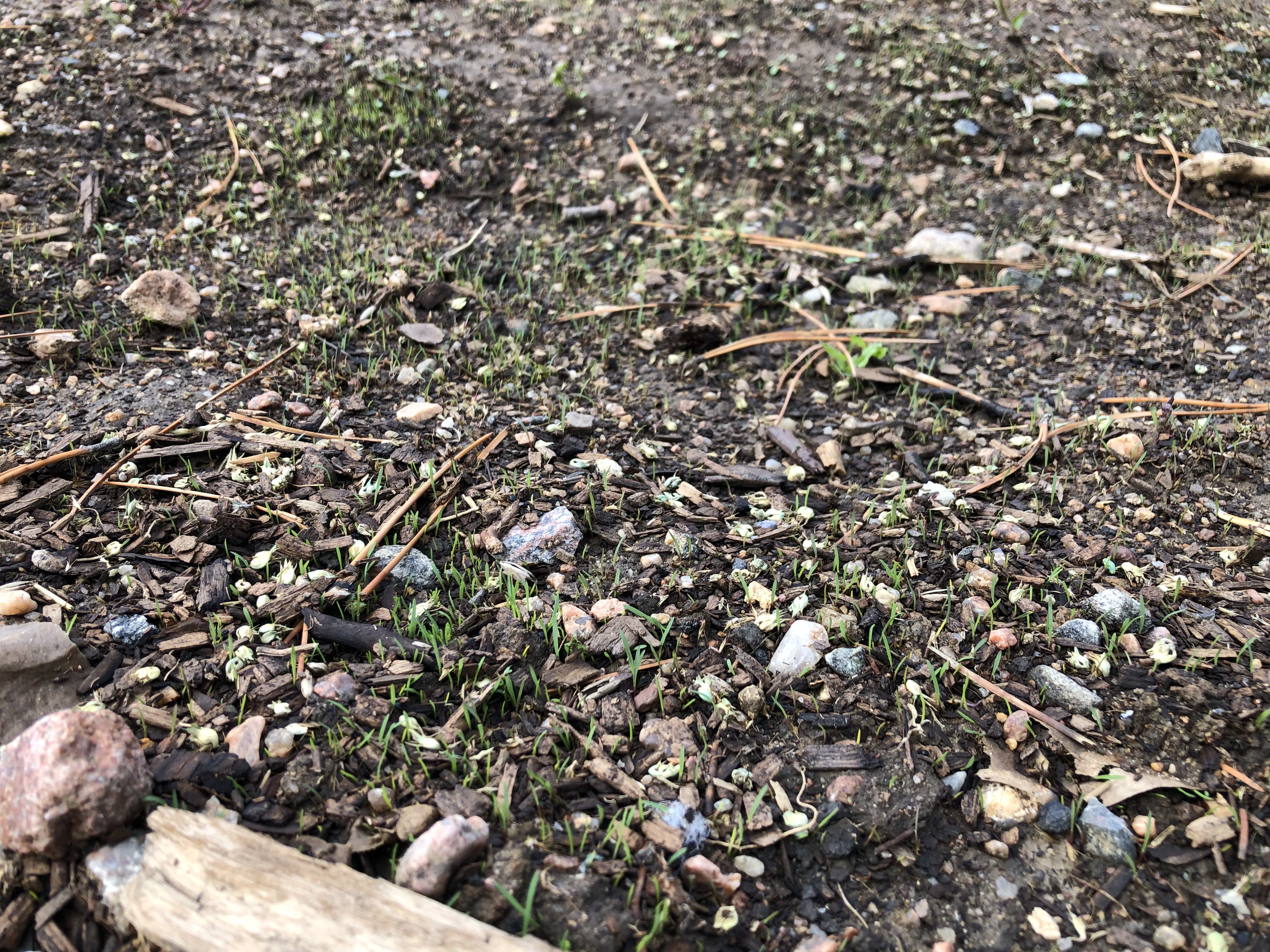 Early stage growth of new native grass peeking through the dirt in August 2024. 