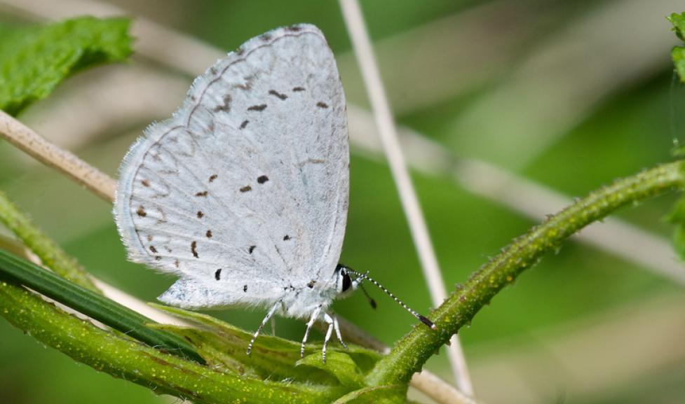 Hops Blue Butterfly