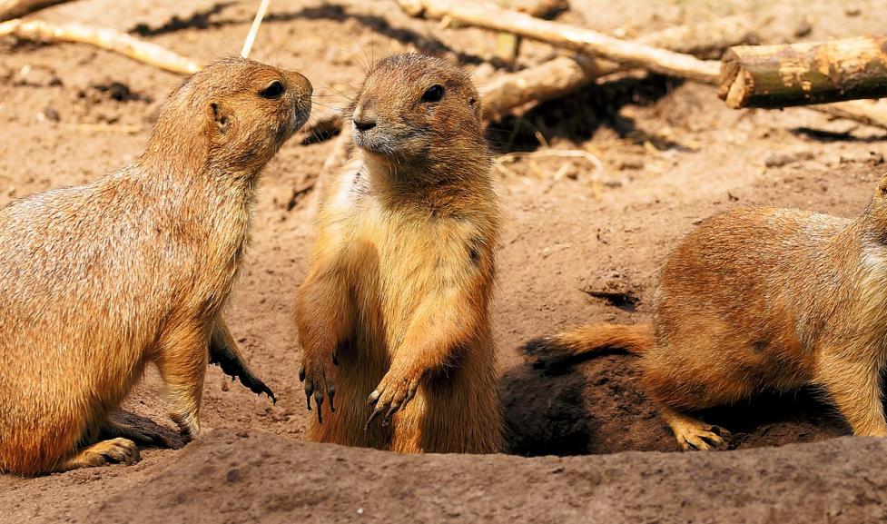 Prairie Dogs