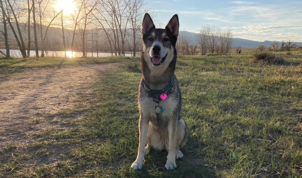 Dog at Boulder Res