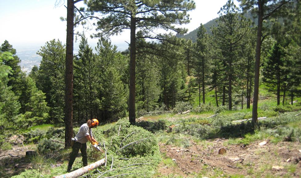 Forest thinning