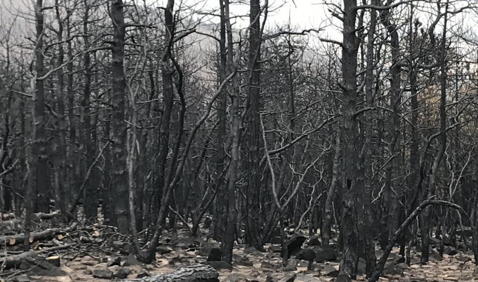 Burned pine trees at Heil Valley Ranch