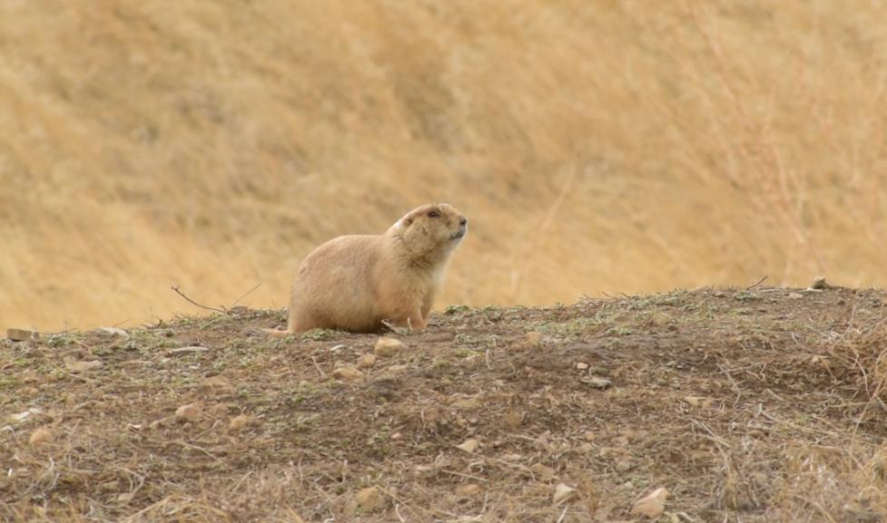 Prairie dog on city open space