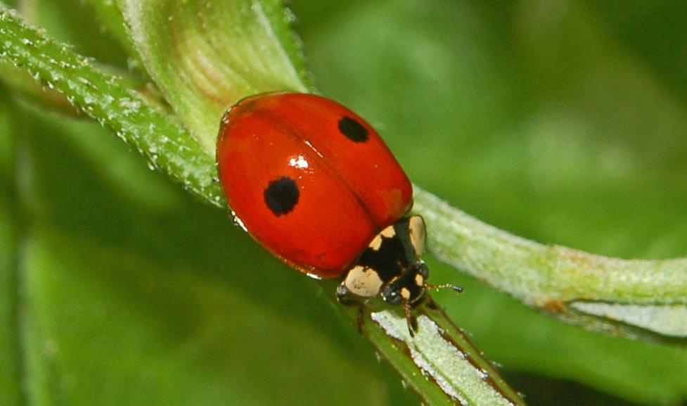 2-spotted ladybug (Adalia bipunctata) on leaf 