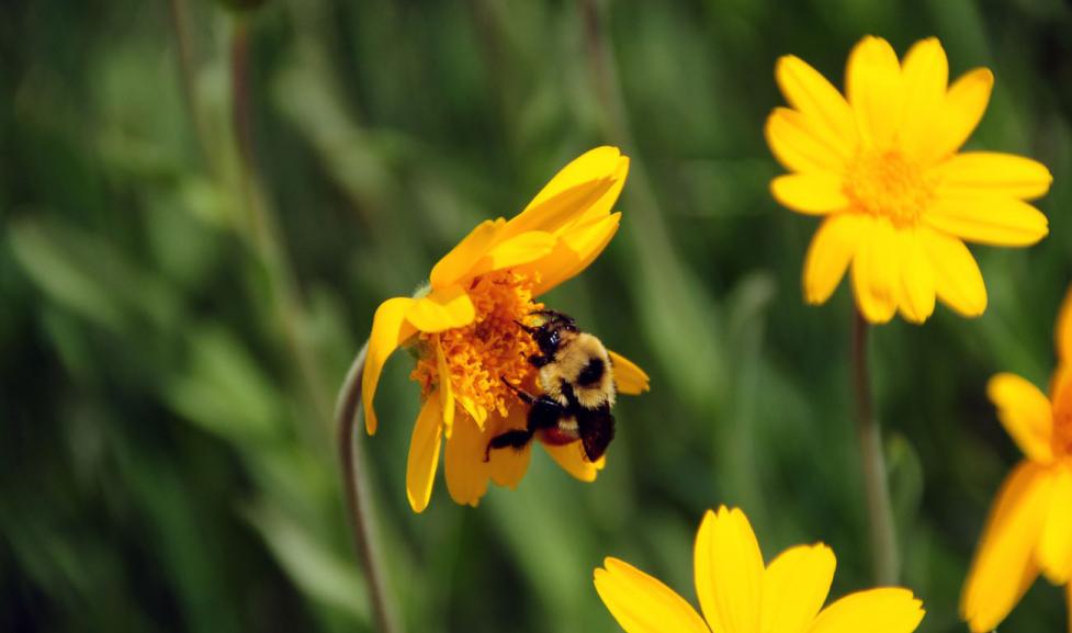 Bumblebee on flower