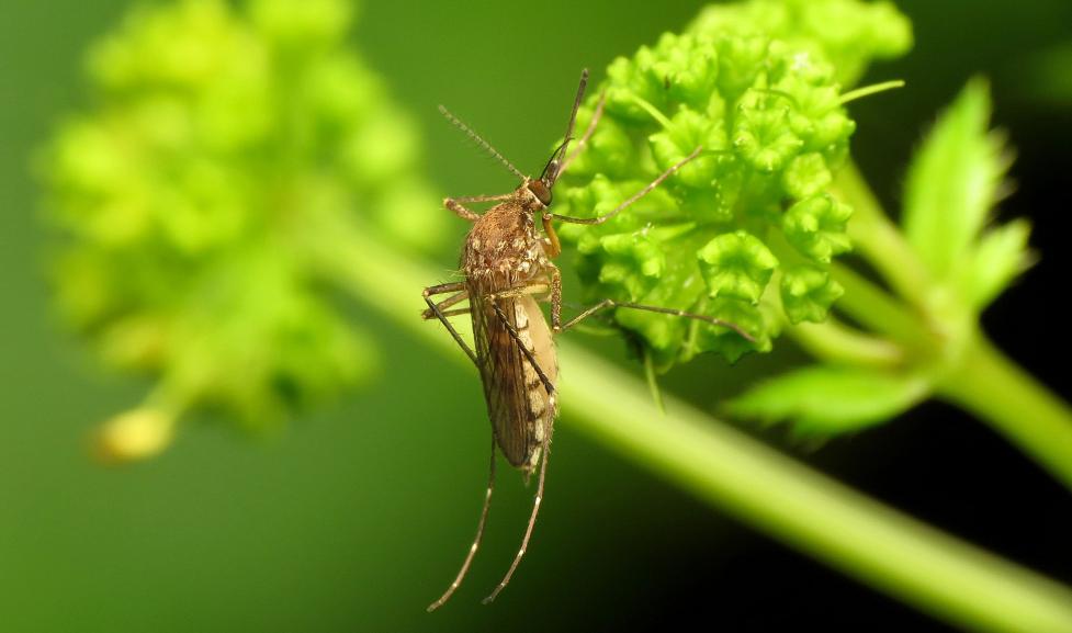 Aedes vexans mosquito