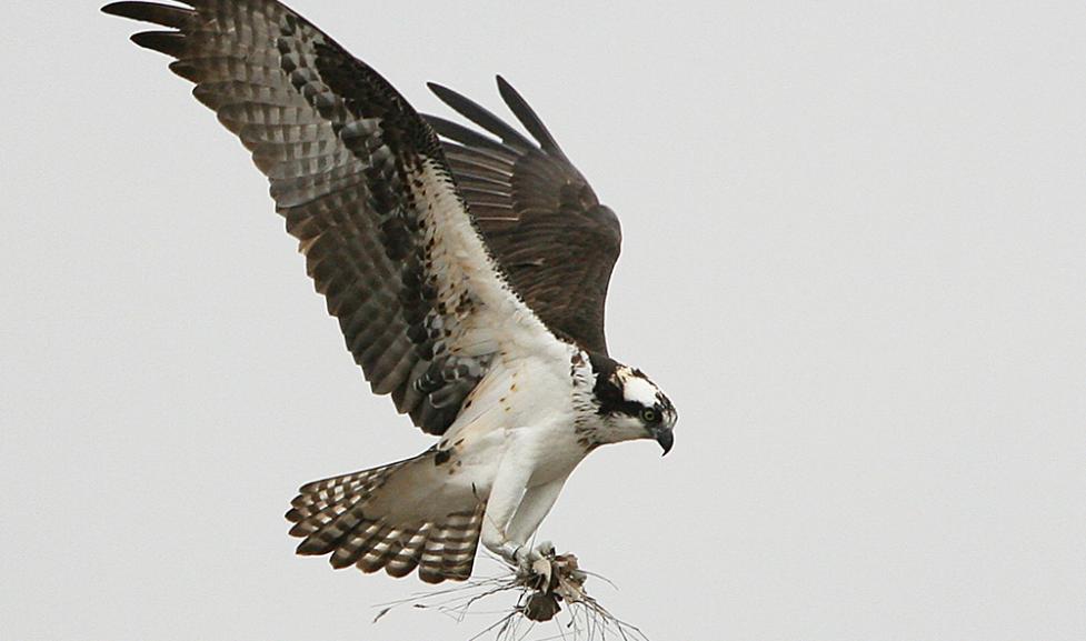 Osprey