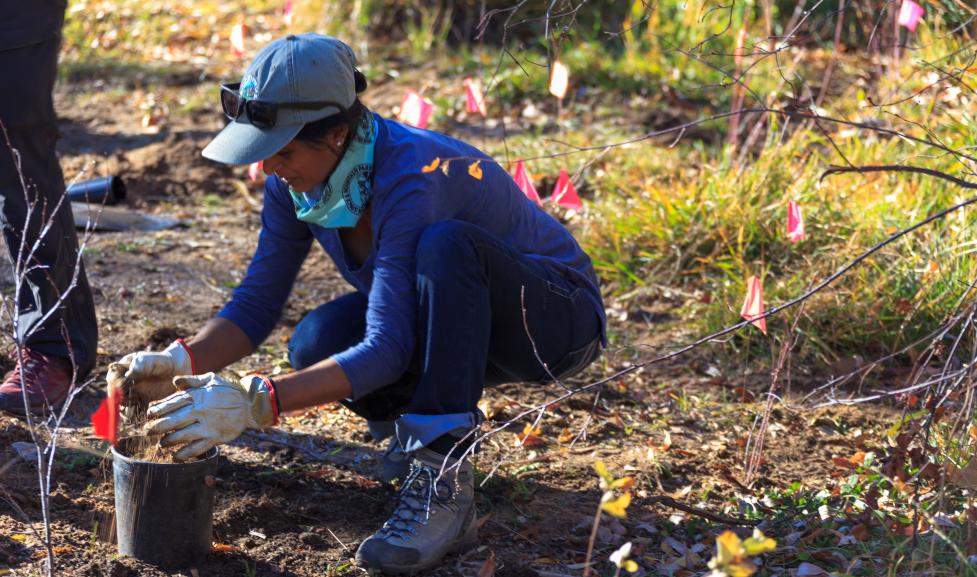 Volunteer planting native shrubs