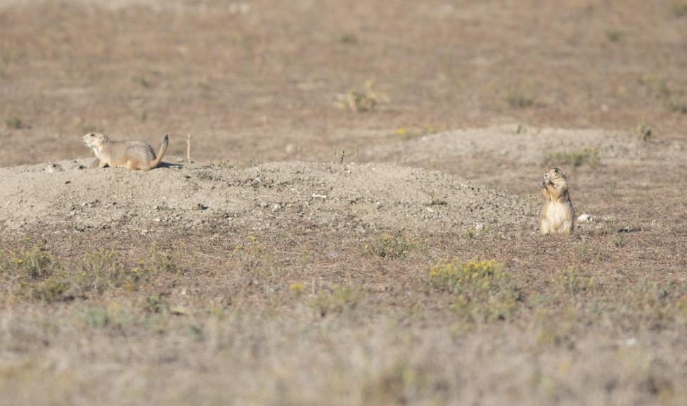 Prairie dogs on Boulder open space