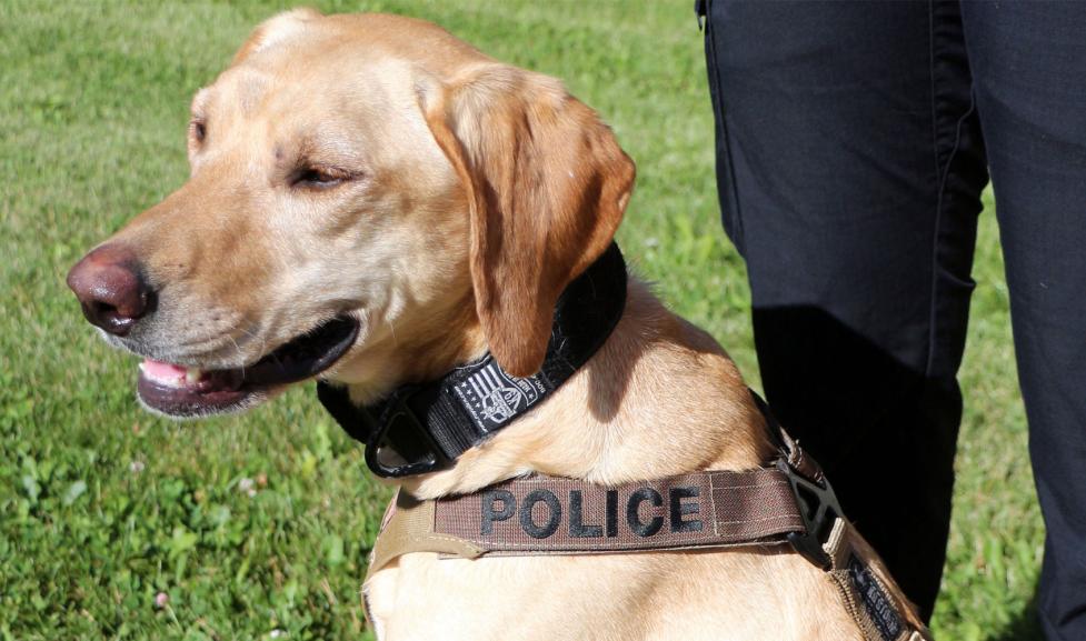 Boulder Police K9 Astro