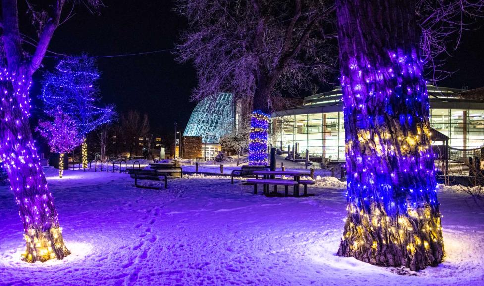 Snow Much Fun - lights